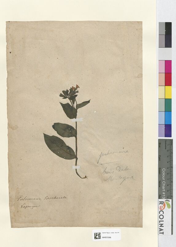 Pulmonaria saccharata (Boraginaceae)