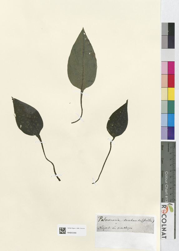 Pulmonaria saccharata (Boraginaceae)