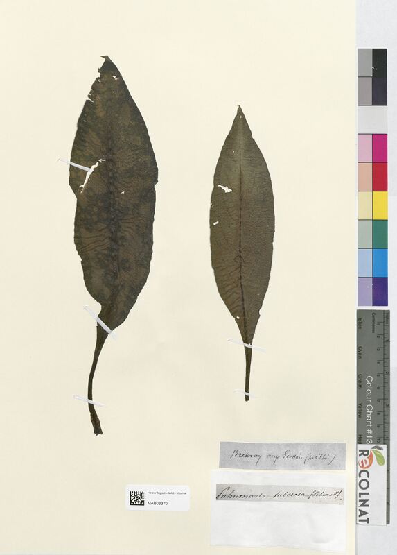 Pulmonaria tuberosa (Boraginaceae)