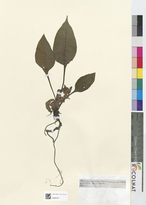 Pulmonaria officinalis (Boraginaceae)