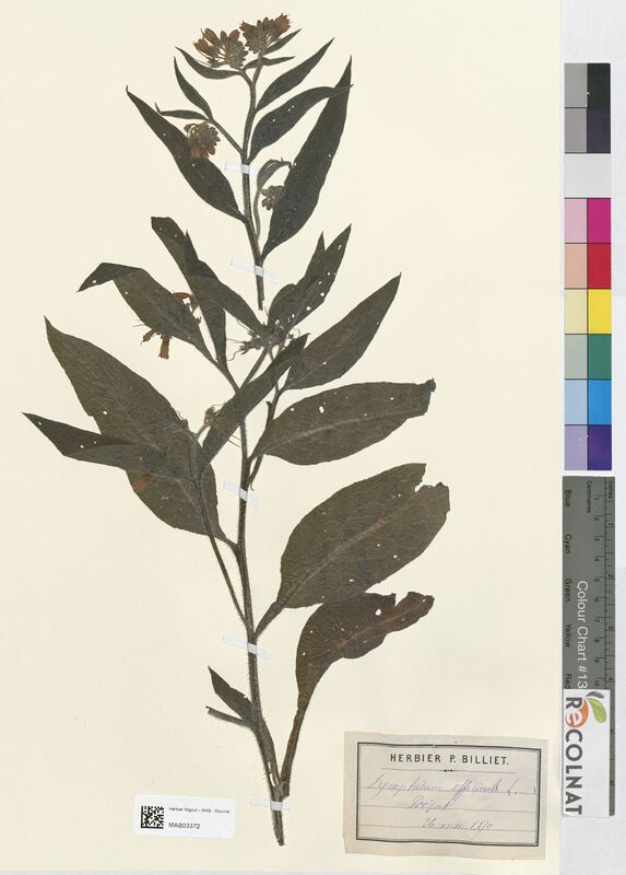 Symphytum officinale (Boraginaceae)