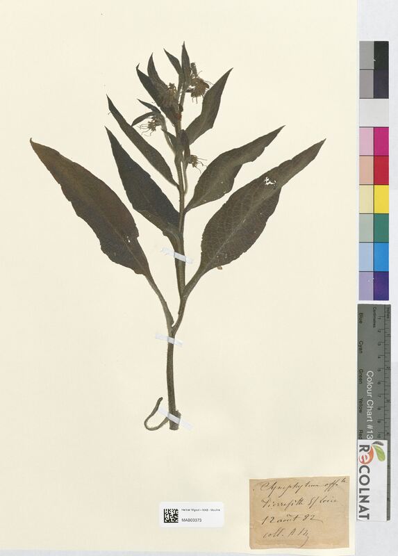 Symphytum officinale (Boraginaceae)
