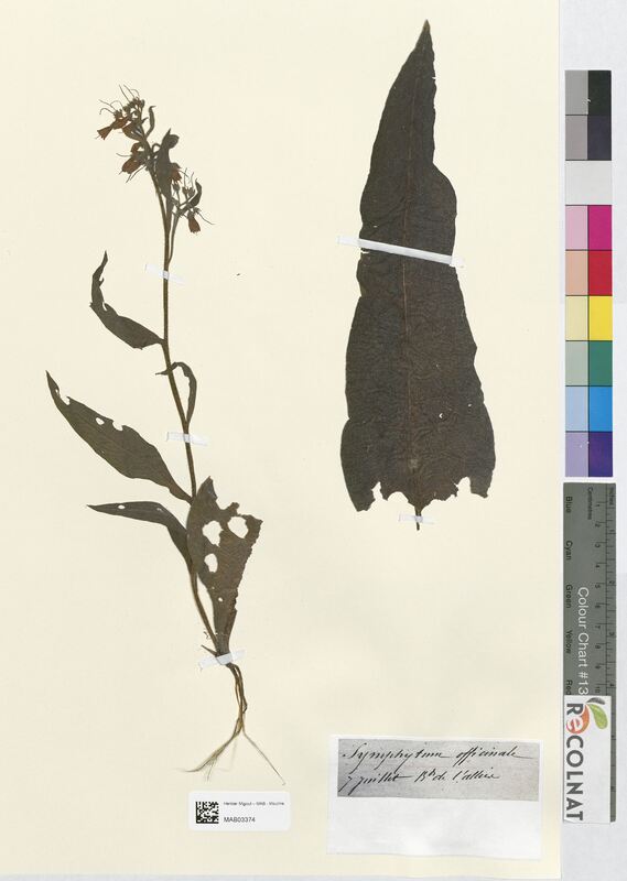 Symphytum officinale (Boraginaceae)