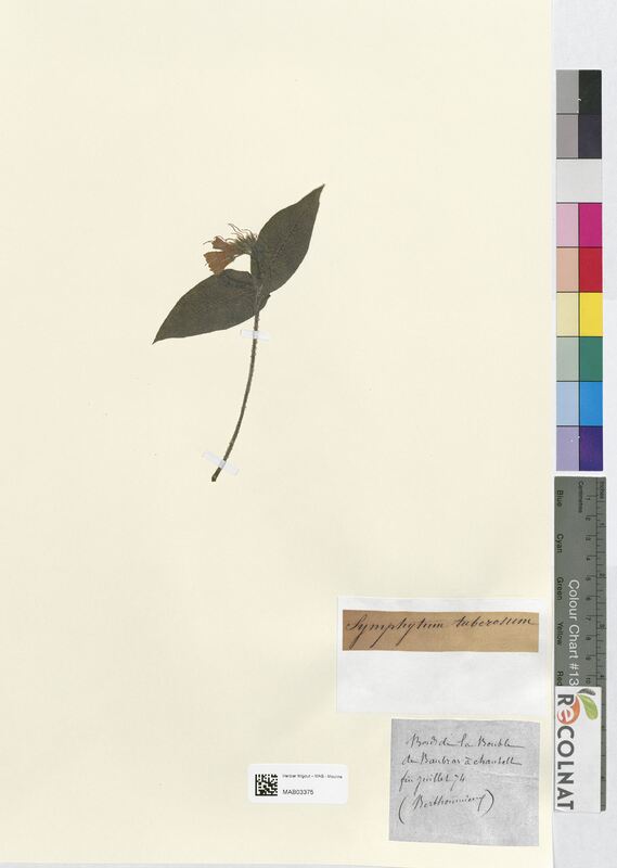 Symphytum tuberosum (Boraginaceae)