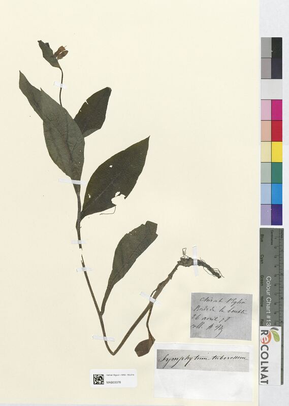 Symphytum tuberosum (Boraginaceae)