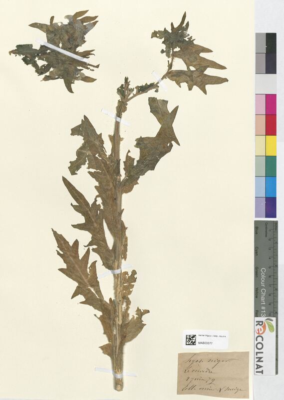 Hyoscyamus niger (Solanaceae)