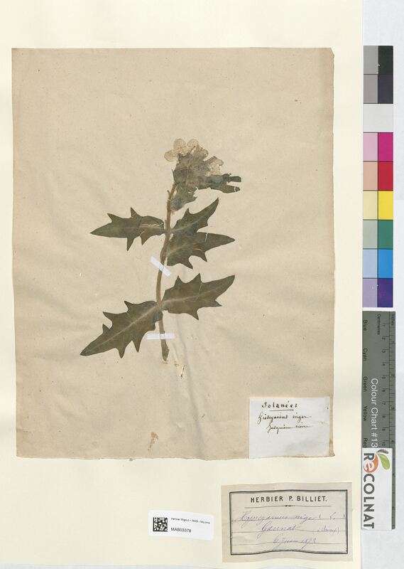 Hyoscyamus niger (Solanaceae)