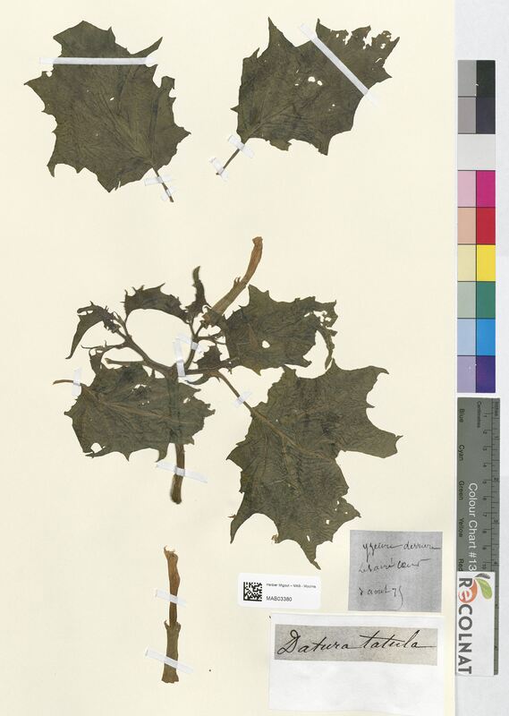 Datura tatula (Solanaceae)