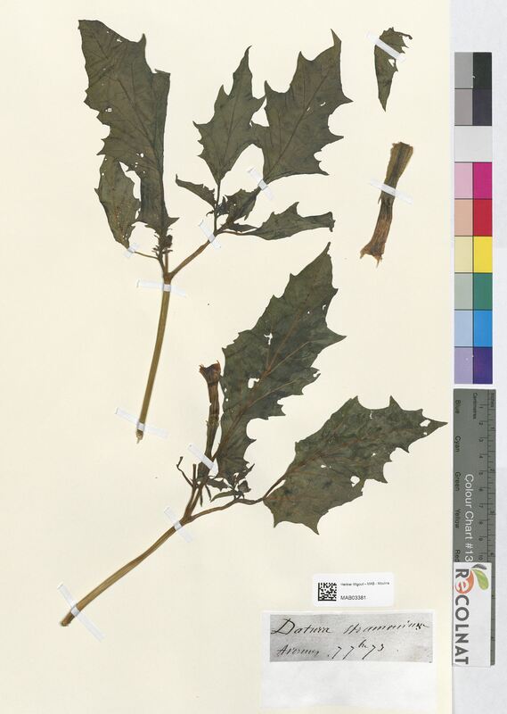 Datura stramonium (Solanaceae)