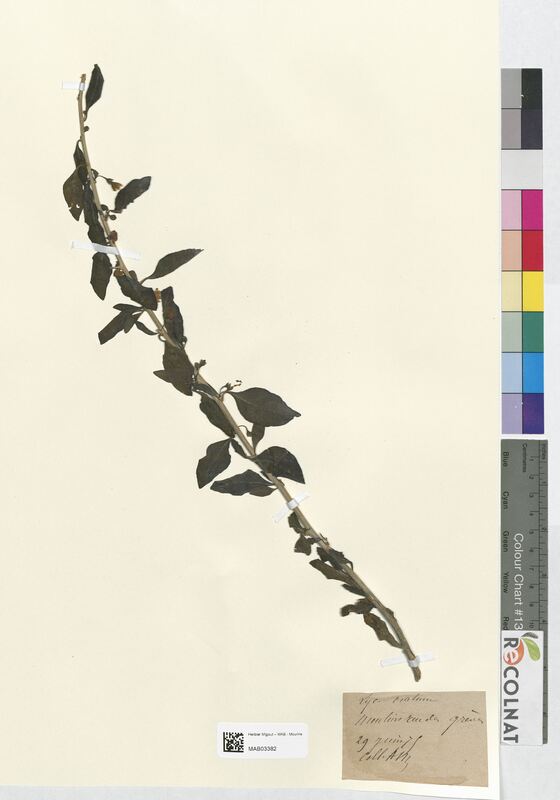 Lycium ovatum (Solanaceae)