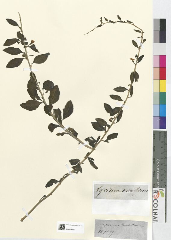 Lycium ovatum (Solanaceae)