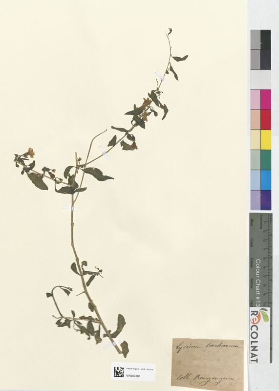 Lycium barbarum (Solanaceae)