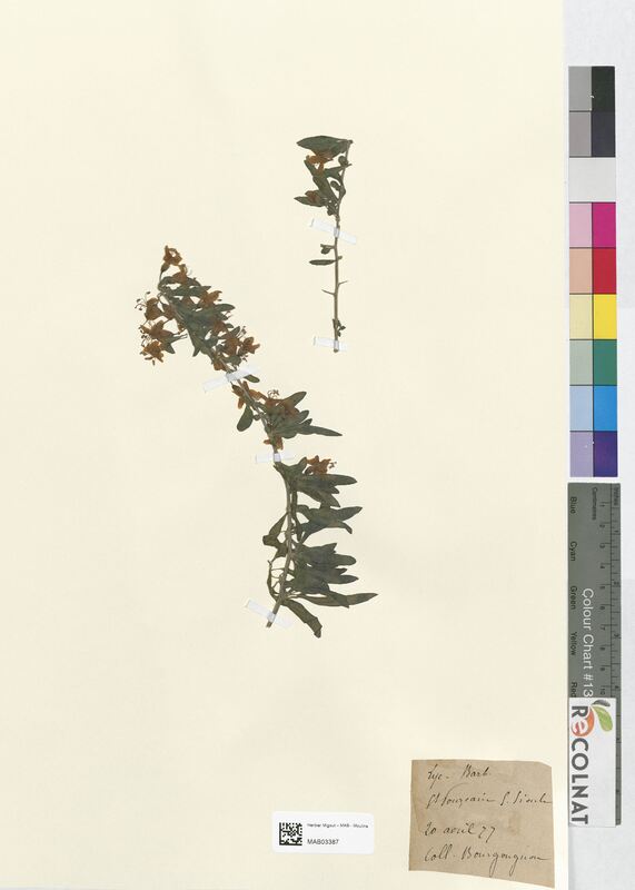 Lycium barbarum (Solanaceae)