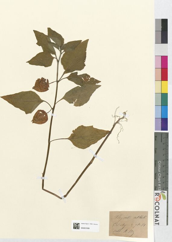 Physalis alkekengi (Solanaceae)