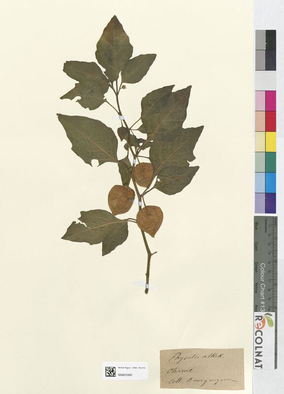 Physalis alkekengi (Solanaceae)