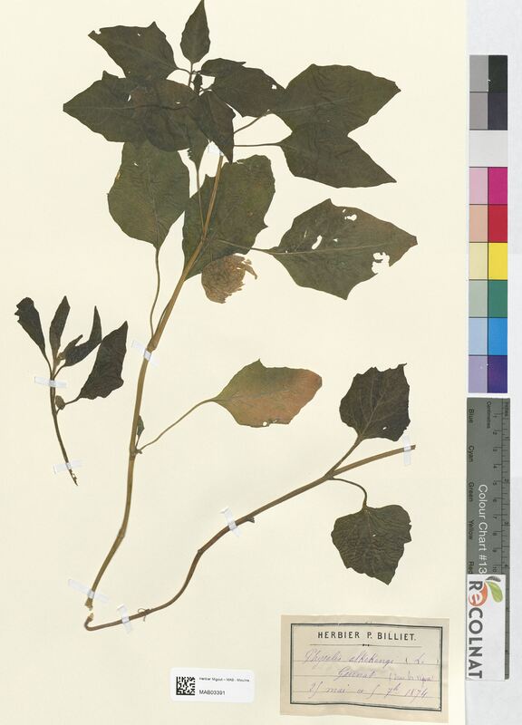 Physalis alkekengi (Solanaceae)