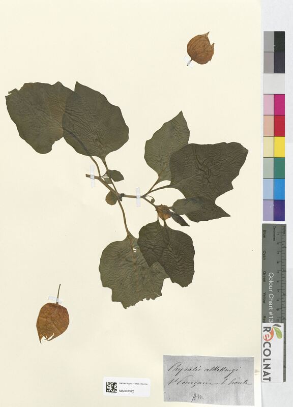 Physalis alkekengi (Solanaceae)