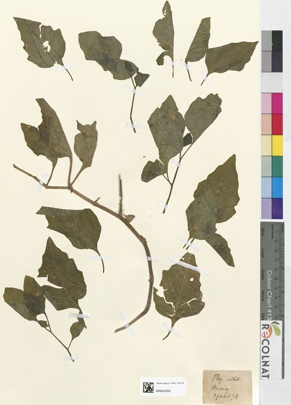 Physalis alkekengi (Solanaceae)