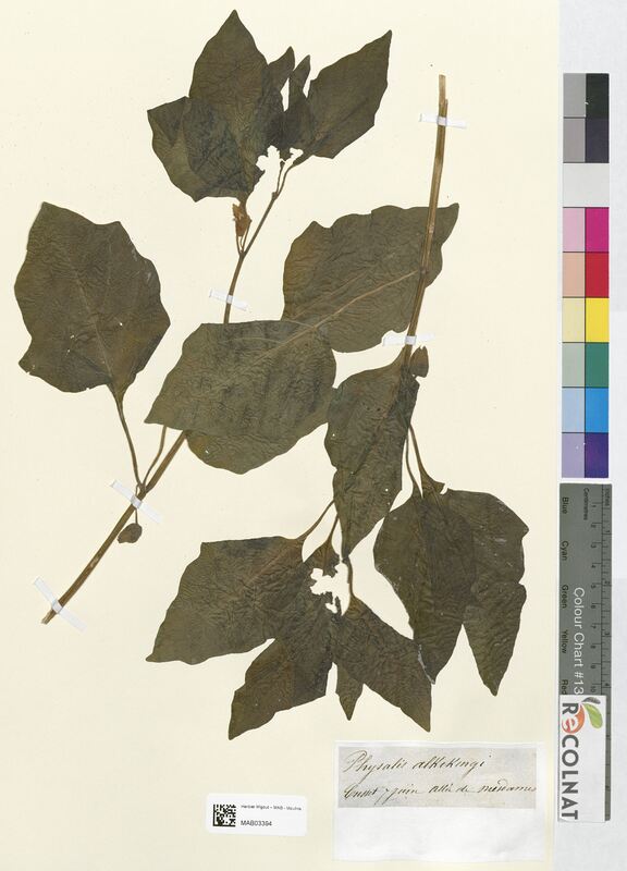 Physalis alkekengi (Solanaceae)