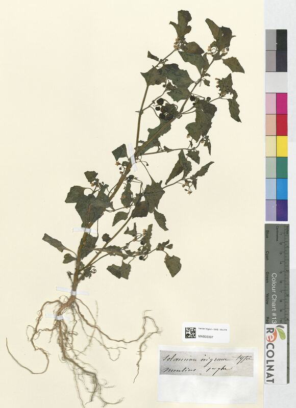 Solanum nigrum (Solanaceae)