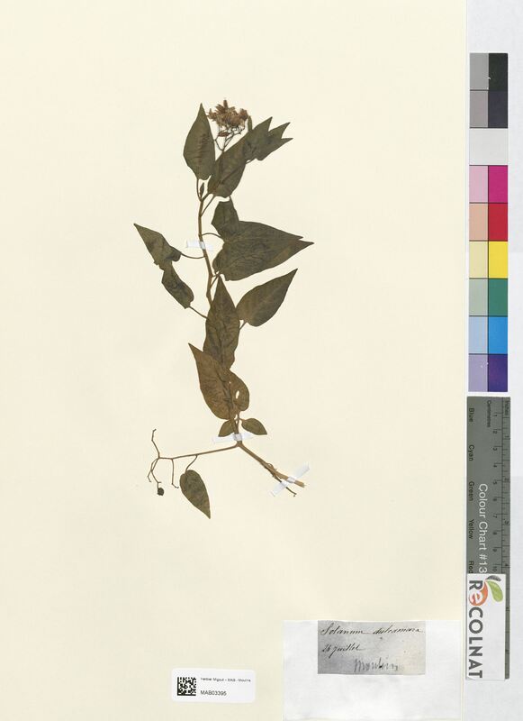 Solanum dulcamara (Solanaceae)