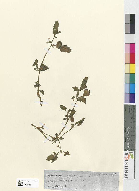 Solanum nigrum (Solanaceae)