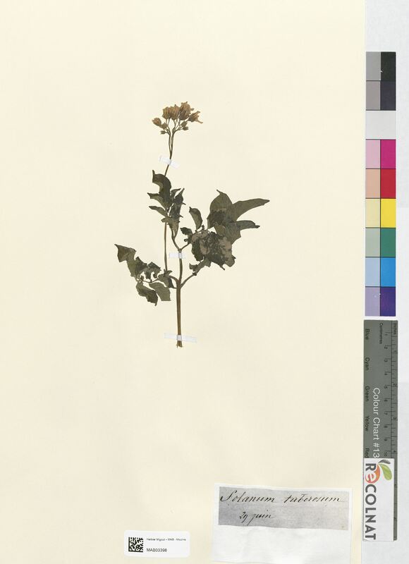 Solanum tuberosum (Solanaceae)