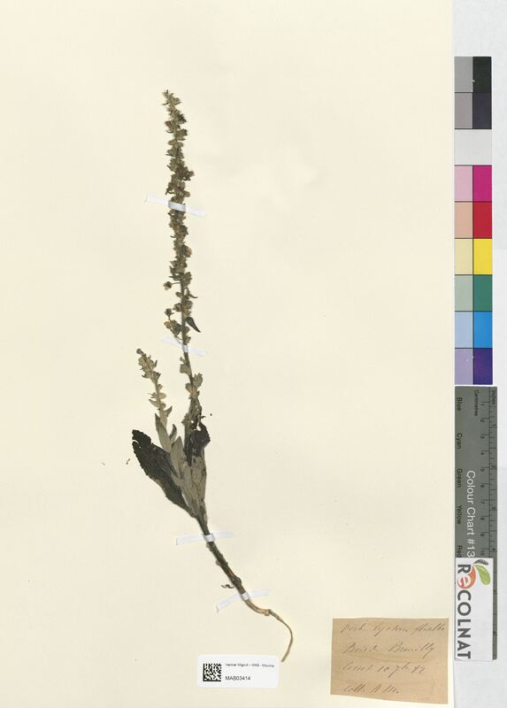 Verbascum lychnitis (Scrophulariaceae)