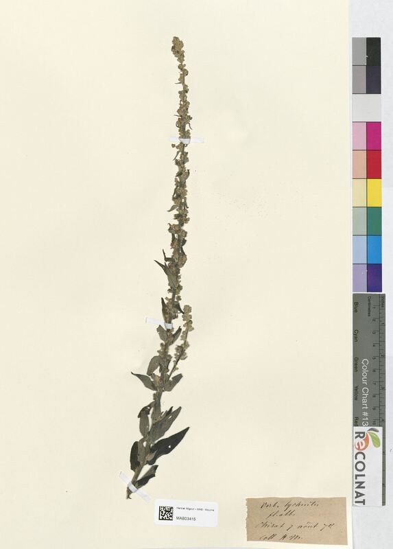 Verbascum lychnitis (Scrophulariaceae)