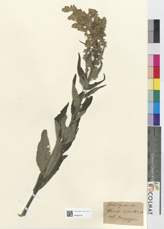 Verbascum lychnitis (Scrophulariaceae)