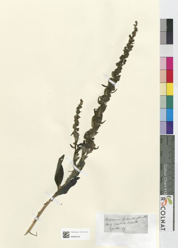 Verbascum lychnitis (Scrophulariaceae)