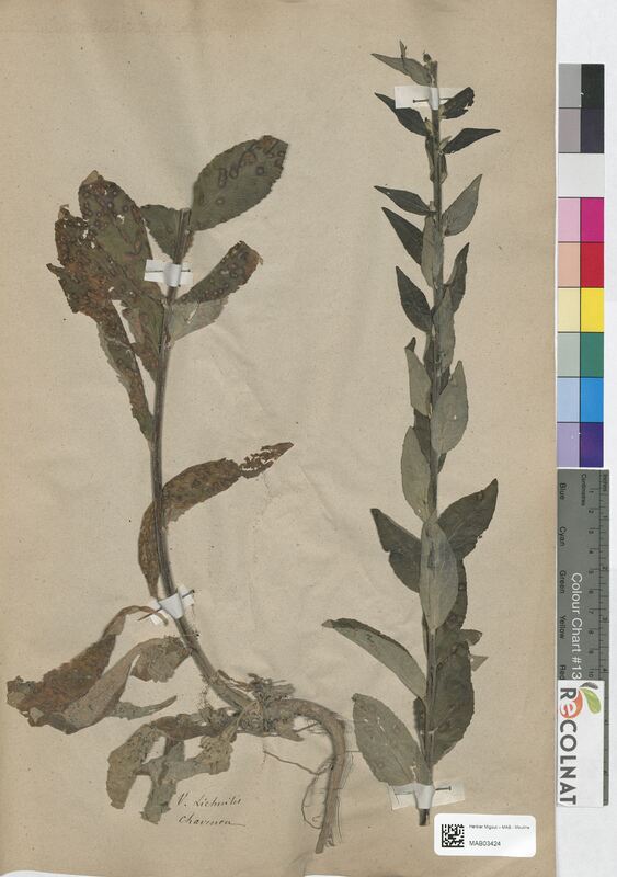 Verbascum lychnitis (Scrophulariaceae)