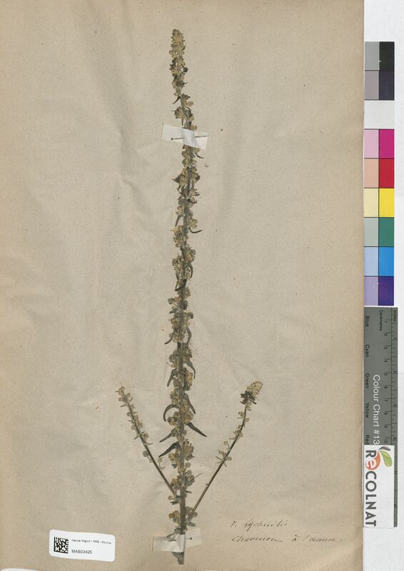 Verbascum lychnitis (Scrophulariaceae)