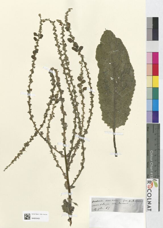 Verbascum mixtum (Scrophulariaceae)