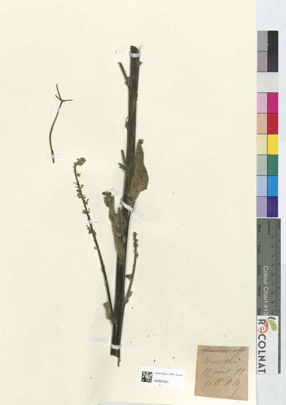 Verbascum mixtum (Scrophulariaceae)