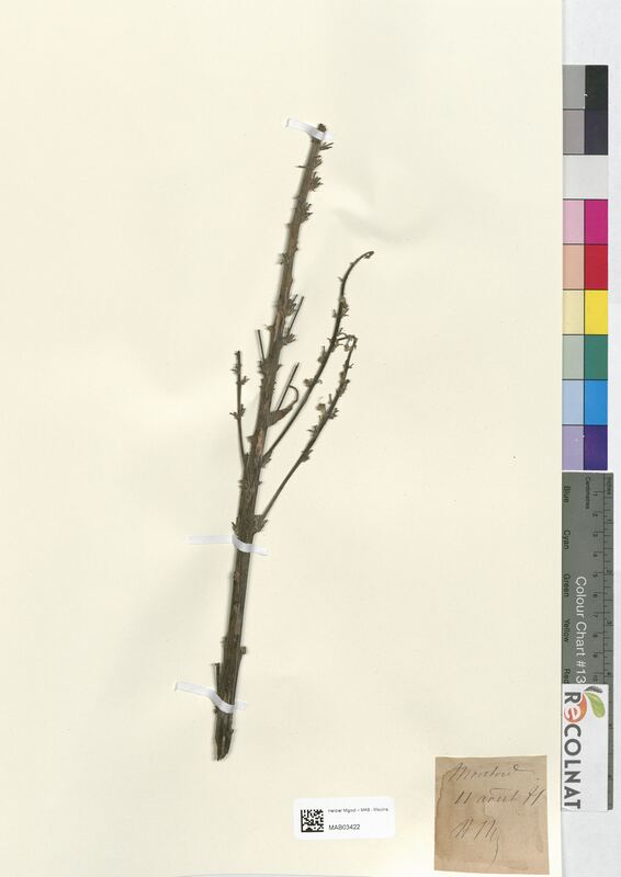 Verbascum mixtum (Scrophulariaceae)