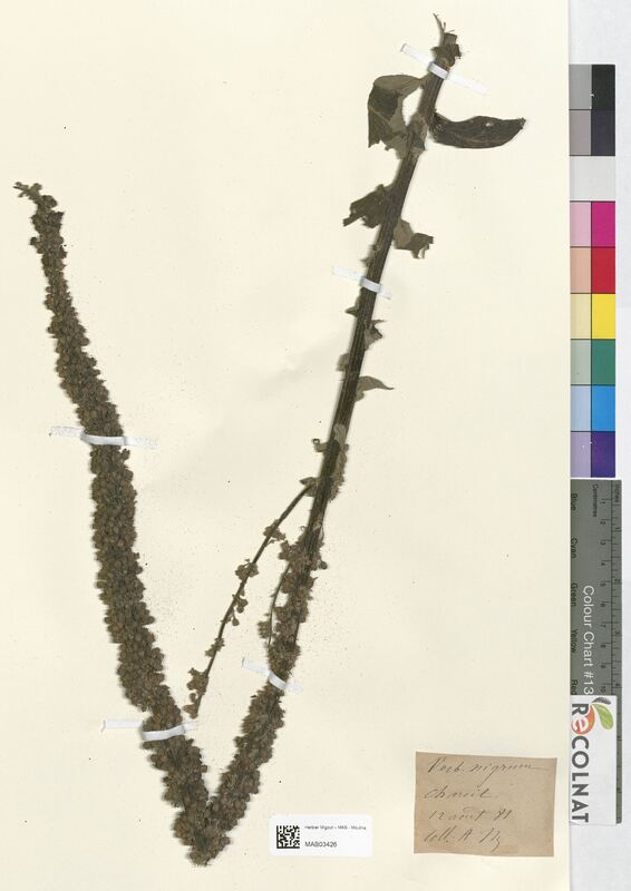 Verbascum nigrum (Scrophulariaceae)