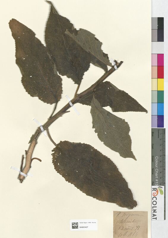 Verbascum nigrum (Scrophulariaceae)