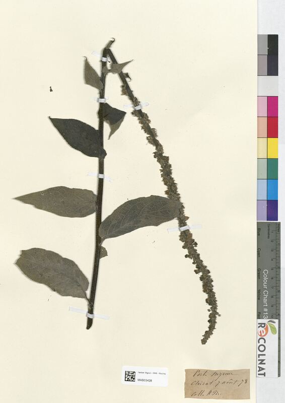 Verbascum nigrum (Scrophulariaceae)
