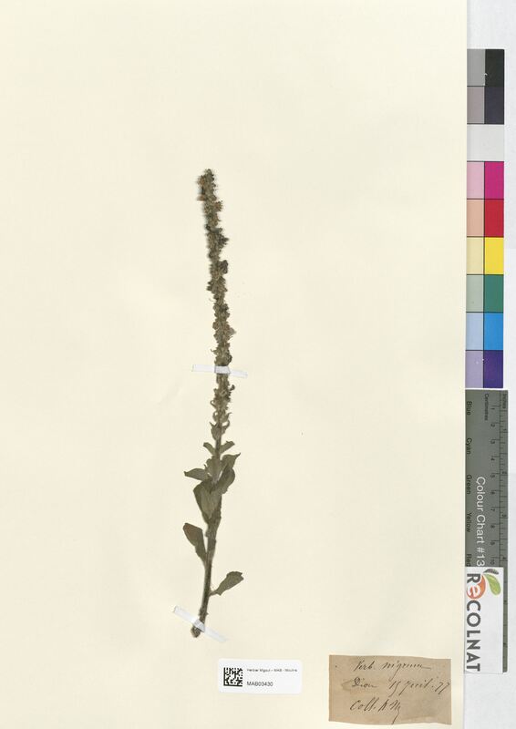 Verbascum nigrum (Scrophulariaceae)