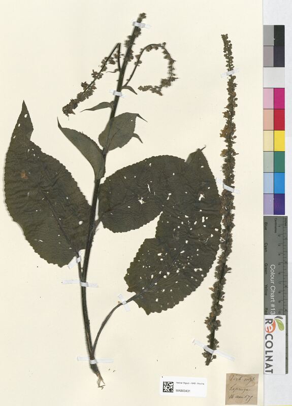 Verbascum nigrum (Scrophulariaceae)