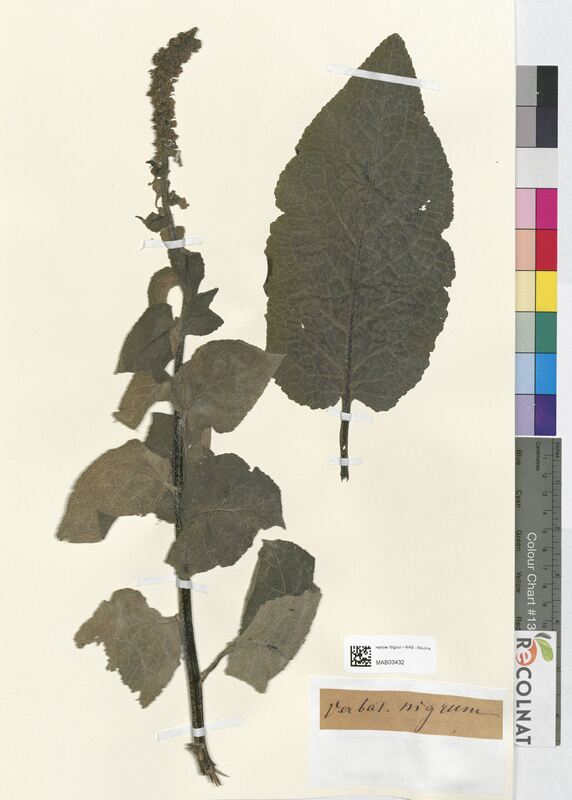 Verbascum nigrum (Scrophulariaceae)