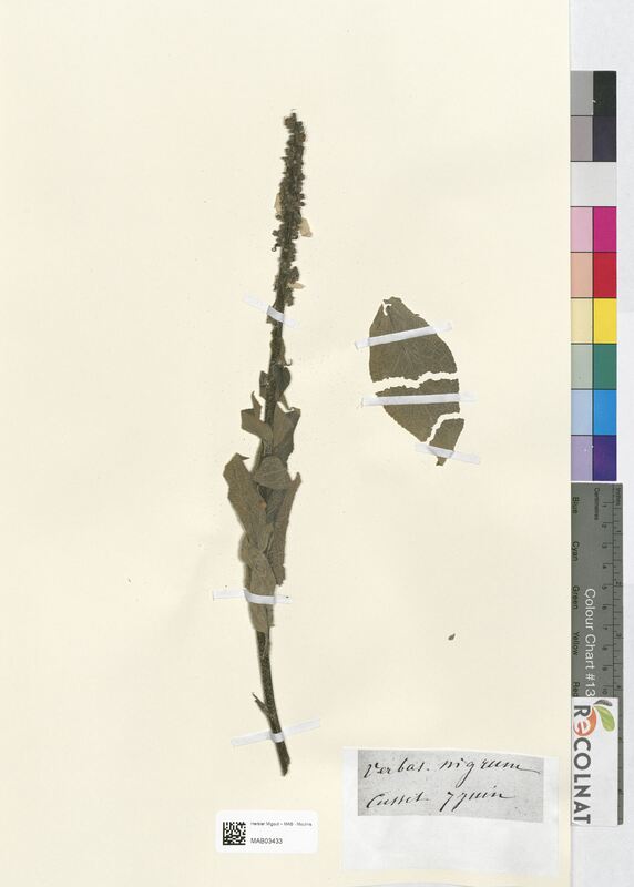 Verbascum nigrum (Scrophulariaceae)