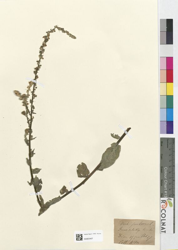 Verbascum pulverulentum (Scrophulariaceae)