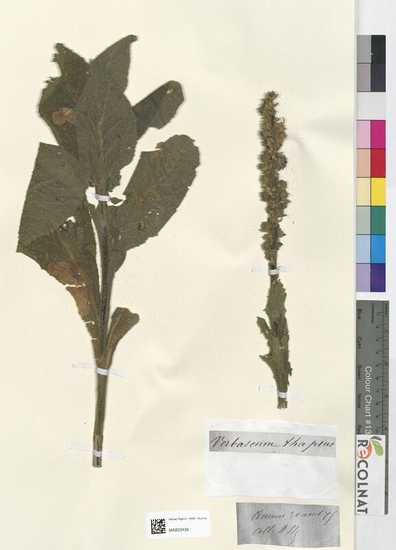 Verbascum thapsus (Scrophulariaceae)