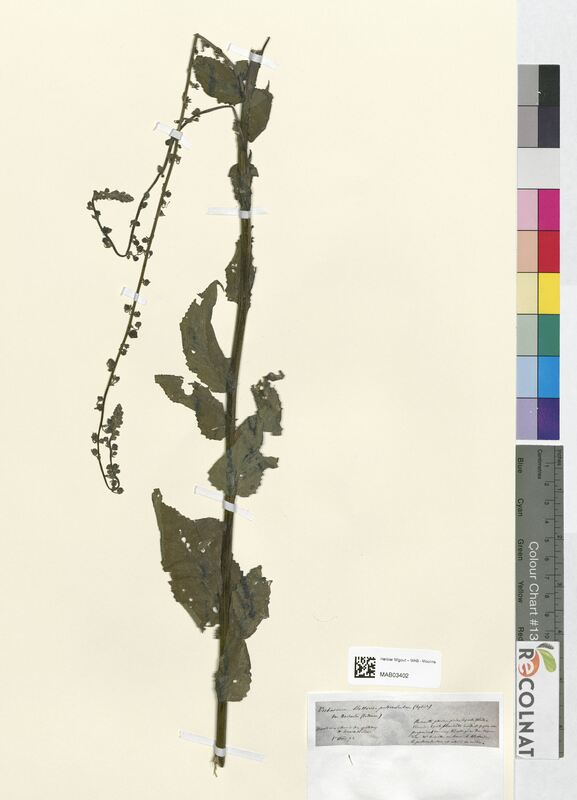 Verbascum blattaria (Scrophulariaceae)
