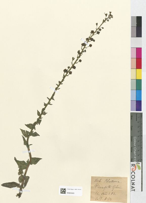 Verbascum blattaria (Scrophulariaceae)