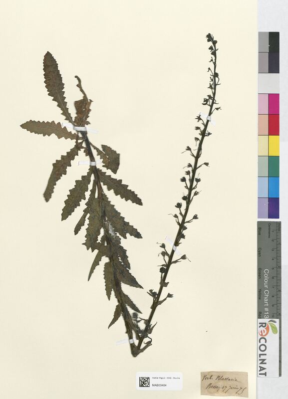 Verbascum blattaria (Scrophulariaceae)