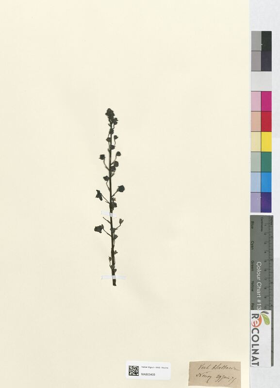 Verbascum blattaria (Scrophulariaceae)