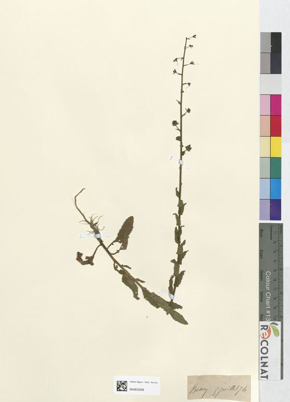 Verbascum blattaria (Scrophulariaceae)